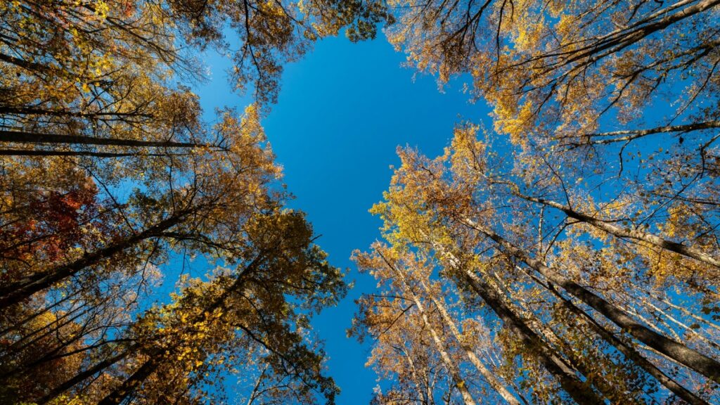 How Côte dIvoire LinkedIn bloggers can collaborate with Indonesia advertisers in 2025