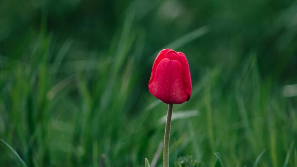 How Côte dIvoire Facebook bloggers can collaborate with France advertisers in 2025