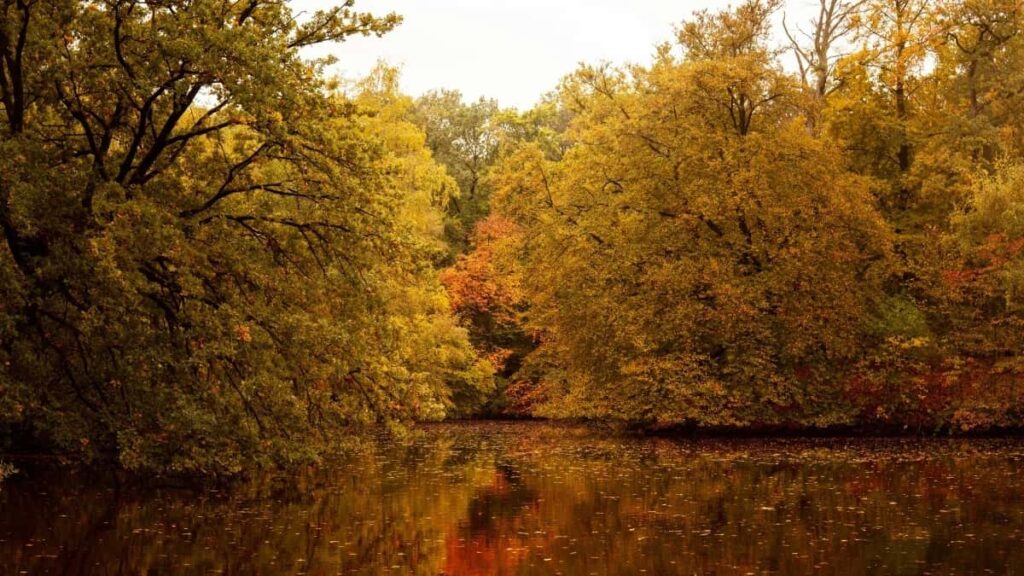 2025 South Korea Telegram AllCategory Advertising Rate Card for Côte dIvoire