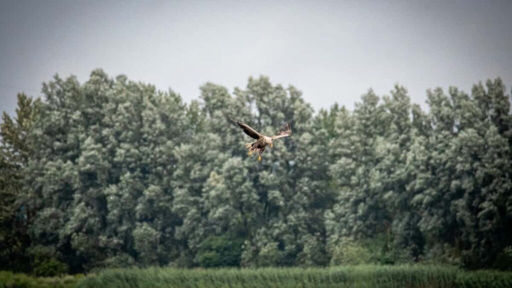 2025 Nigeria WhatsApp AllCategory Advertising Rate Card for Côte dIvoire