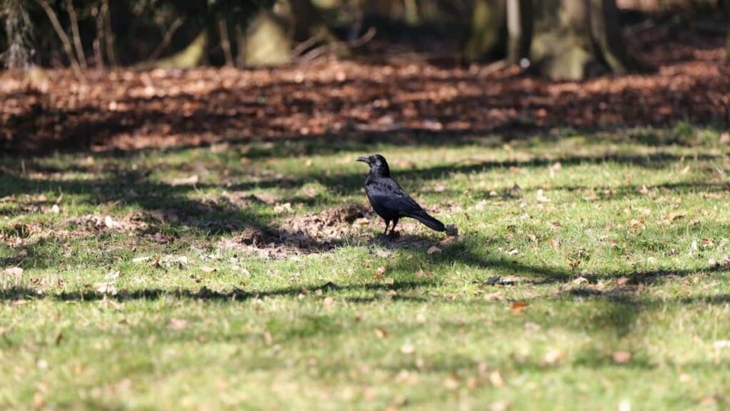 2025 Morocco WhatsApp AllCategory Advertising Rate Card for Côte dIvoire