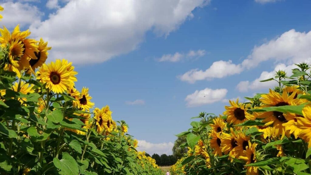 2025 Brazil TikTok AllCategory Advertising Rate Card for Côte dIvoire