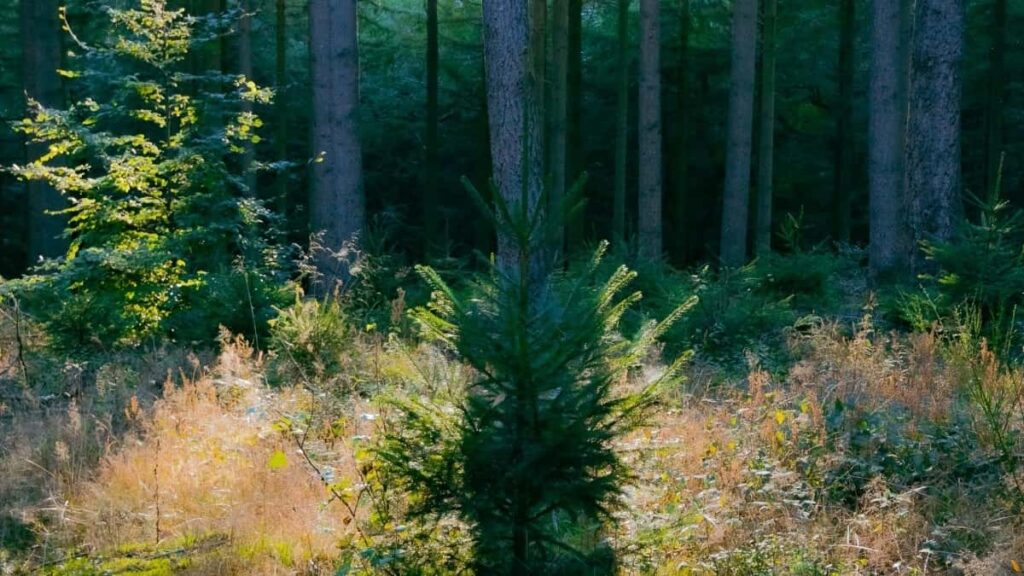 2025 United Arab Emirates Pinterest All-Category Advertising Rate Card for Côte dIvoire