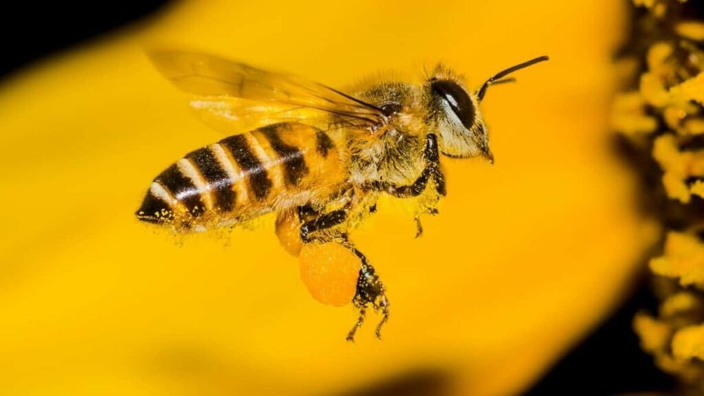 2025 Spain Instagram Ad Rates Guide for Côte dIvoire Marketers