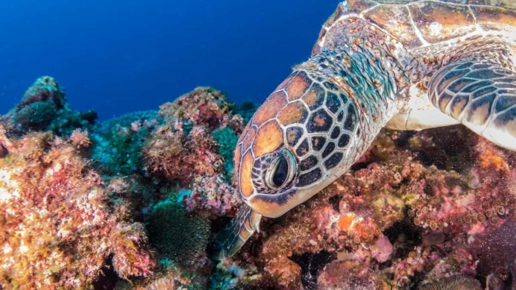 2025 Spain Telegram AllCategory Advertising Rate Card for Côte dIvoire