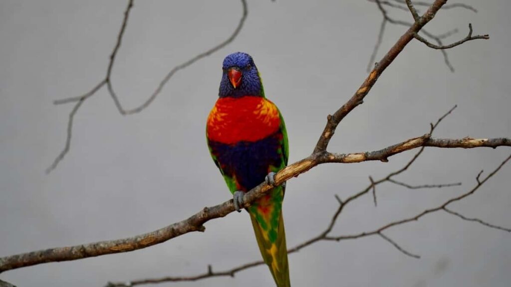 2025 Switzerland Instagram Advertising Rate Card pour Côte dIvoire