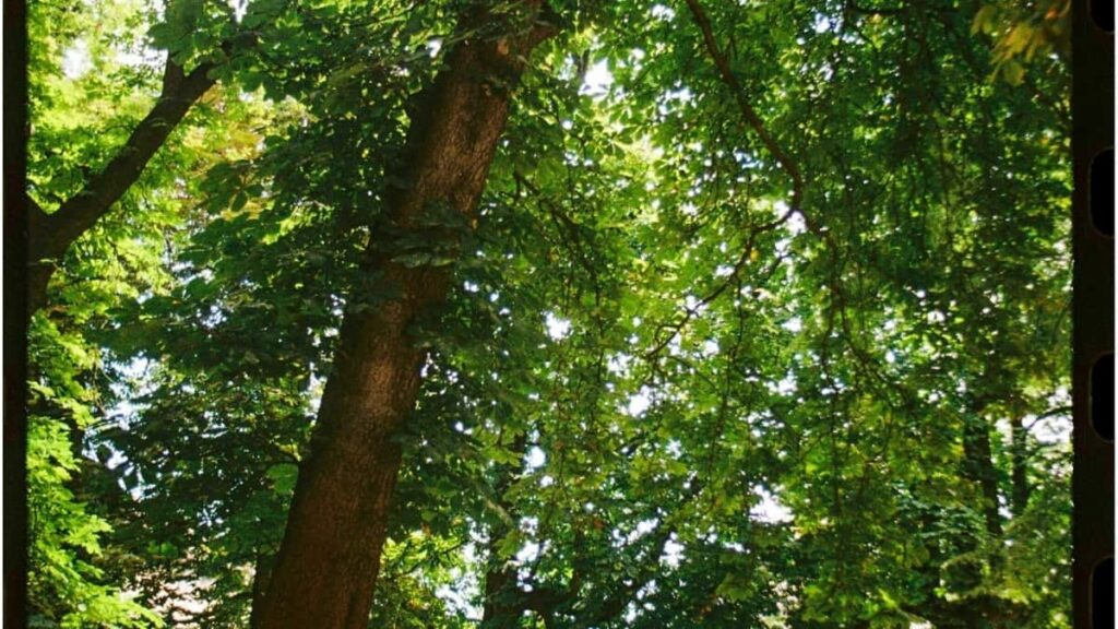 2025 France LinkedIn Advertising Rate Card pour Côte dIvoire