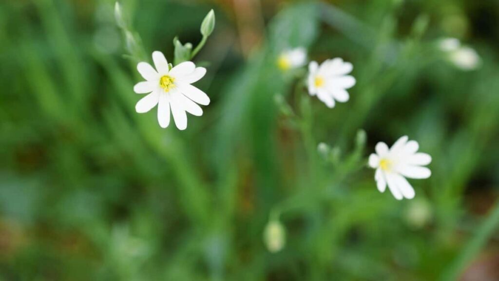 2025 Egypt LinkedIn AllCategory Advertising Rate Card dla Côte dIvoire