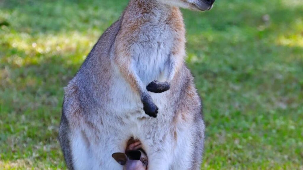 2025 Egypt TikTok All Category Advertising Rate Card Guide for Côte d'Ivoire