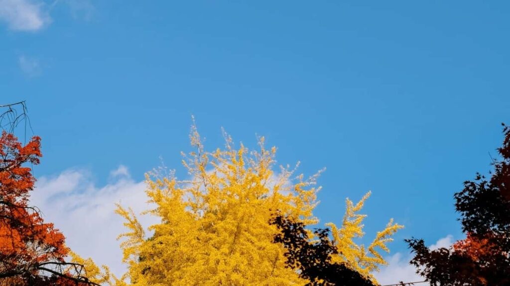 2025 South Korea Telegram AllCategory Advertising Rate Card Côte dIvoire