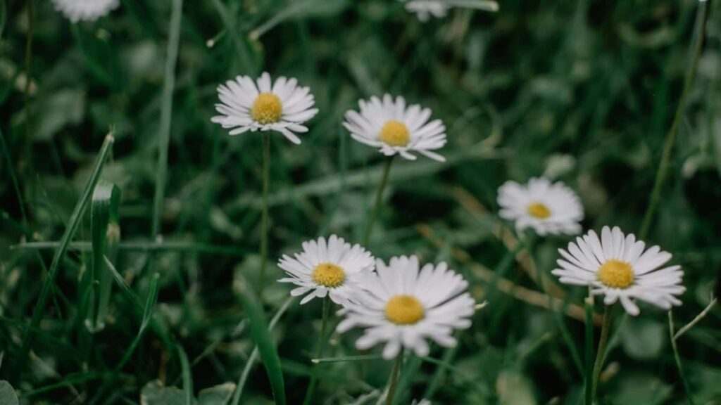 2025 Egypt YouTube Youglo Ka Koro Bi Kɛlɛwɛkɛnɛ Côte dIvoire