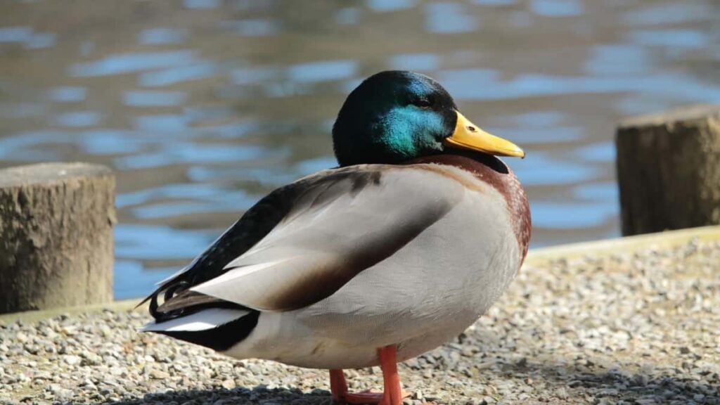 2025 South Africa Snapchat Advertising Rate Card Côte dIvoire Perspective