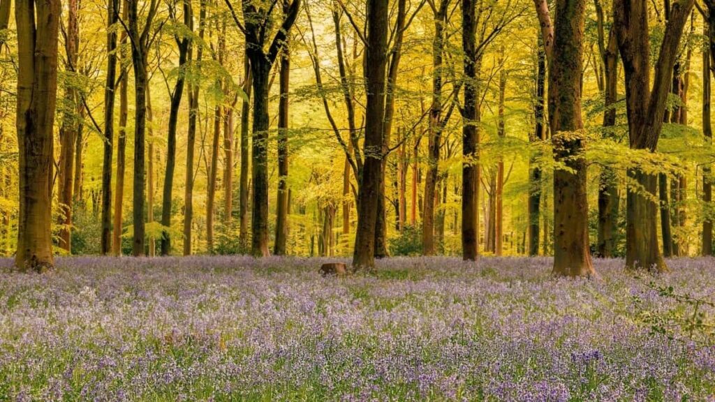 2025 India Twitter AllCategory Advertising Rate Card Côte dIvoire