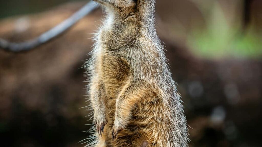 2025 Canada WhatsApp Kunu Kɔrɔkɔrɔ Fɔlɔ Kila Sigilan