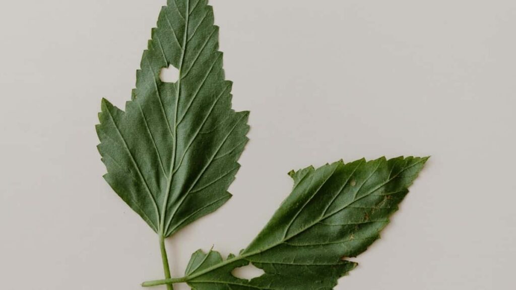 2025 Spain Instagram Advertising Rates for Côte dIvoire Marketers