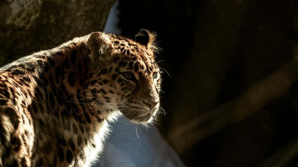 2025 Russia LinkedIn Advertising Rate Card yɔrɔ Côte dIvoire