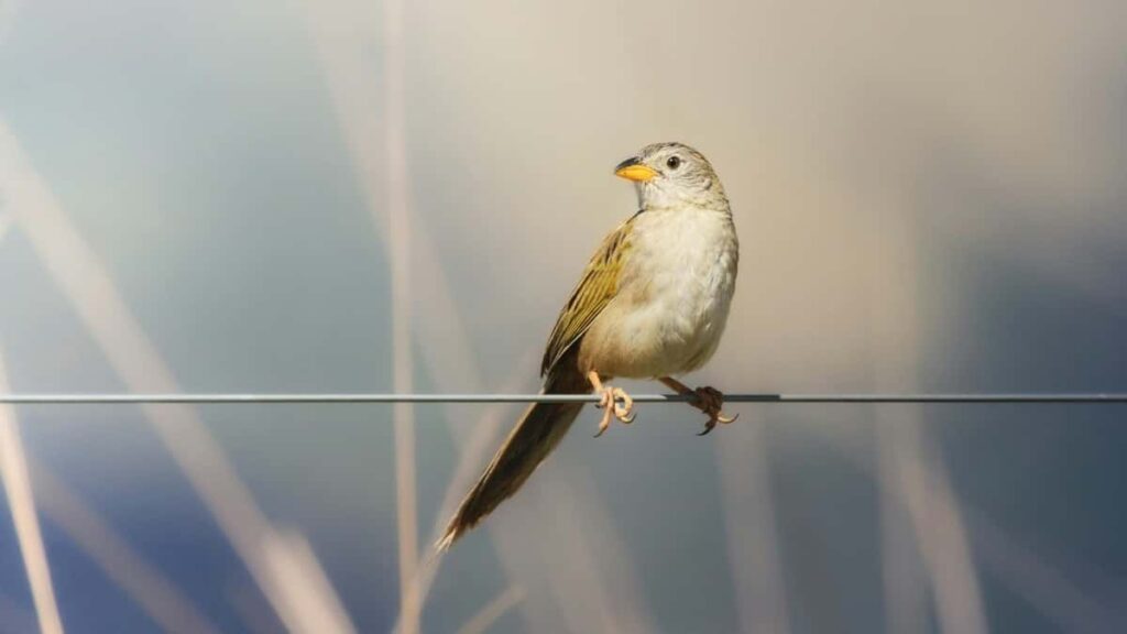 2025 Belgium Facebook Advertising Rates for Côte dIvoire Marketers