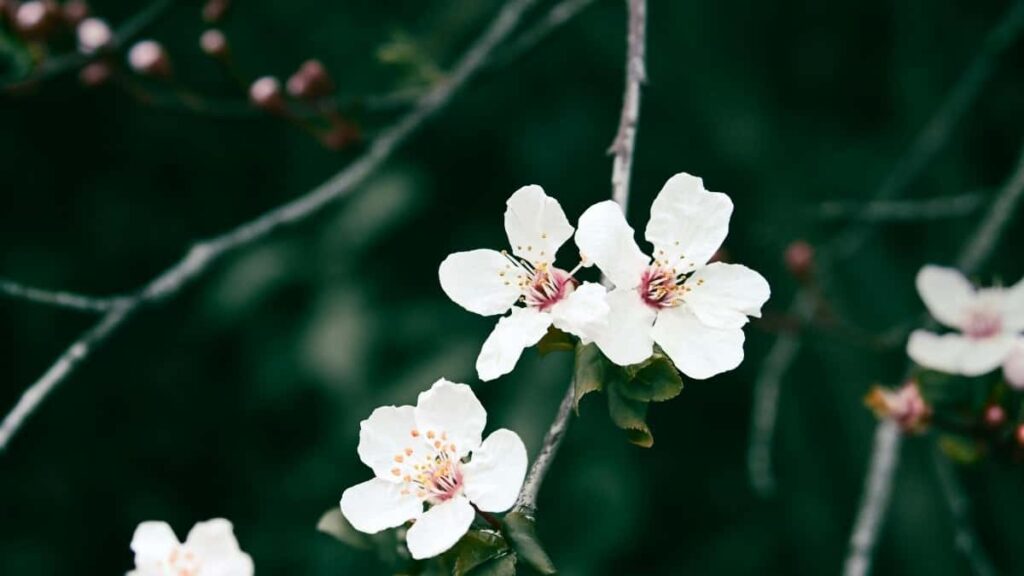 2025 WhatsApp Advertising Rates for South Africa Market in Côte dIvoire