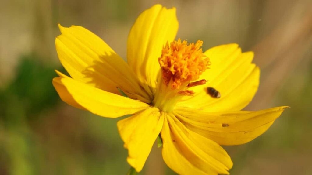 2025 Tunisia Telegram AllCategory Advertising Rate Card Côte dIvoire Market