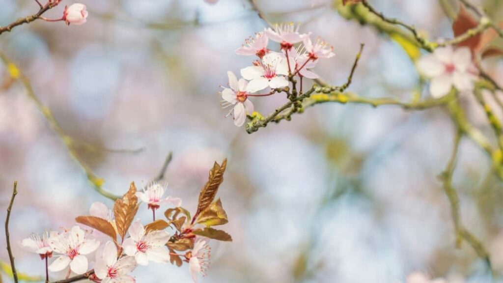 2025 Norway YouTube Advertising Rate Card dla Côte dIvoire