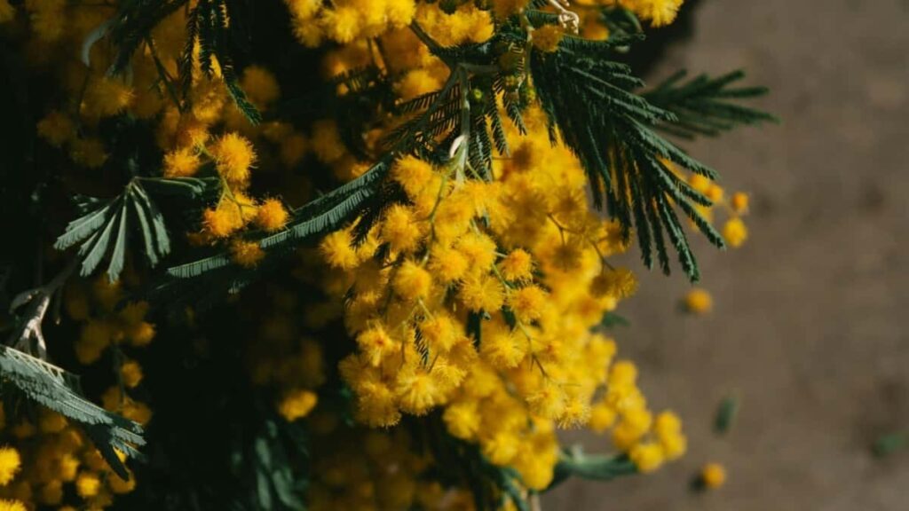 2025 France Instagram AllCategory Advertising Rate Card for Côte dIvoire