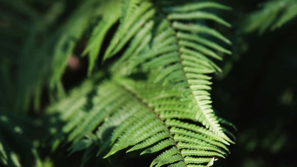 2025 South Korea LinkedIn Advertising Rate Card Côte dIvoire