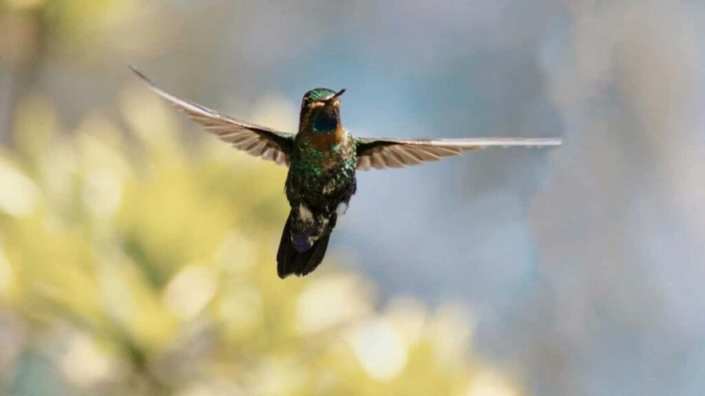 2025 Ghana Instagram AllCategory Advertising Rate Card for Côte dIvoire