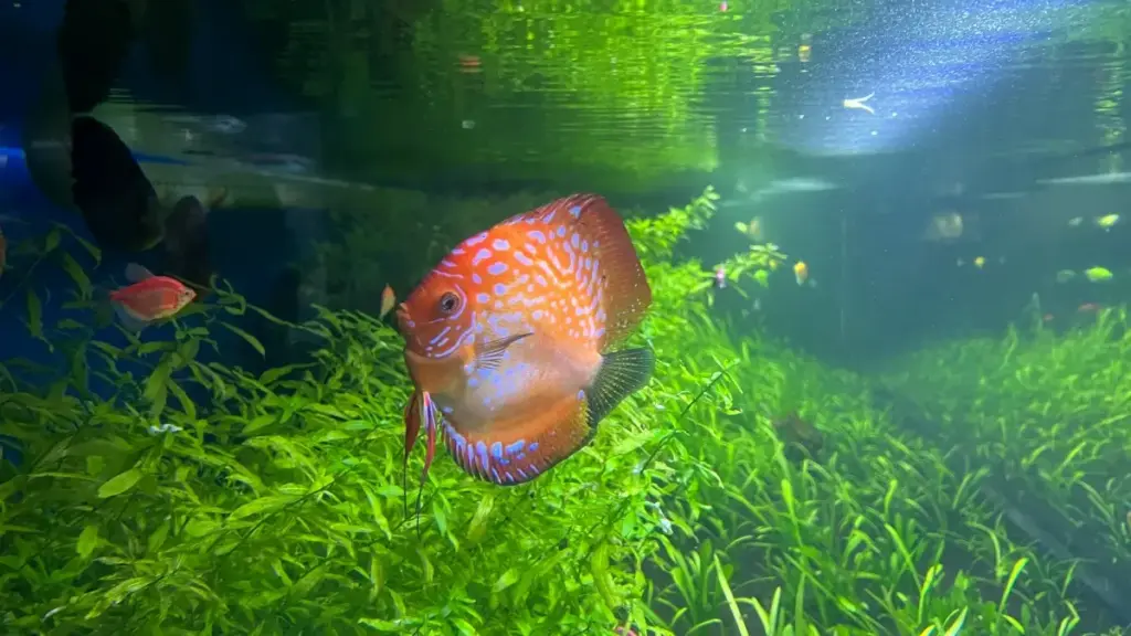 Stratégies locales pour marques ivoiriennes ciblant les influenceurs de villes spécifiques en Indonésie via Xiaohongshu.