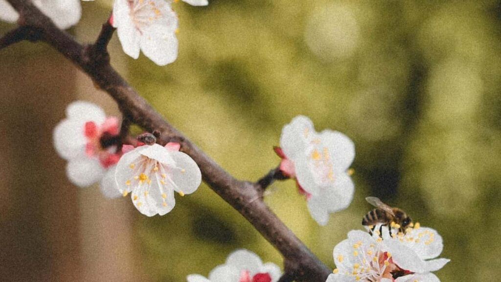 Découvrez comment les créateurs en Côte d'Ivoire boostent leur audience avec Discord et le contenu unboxing d'Indonésie.