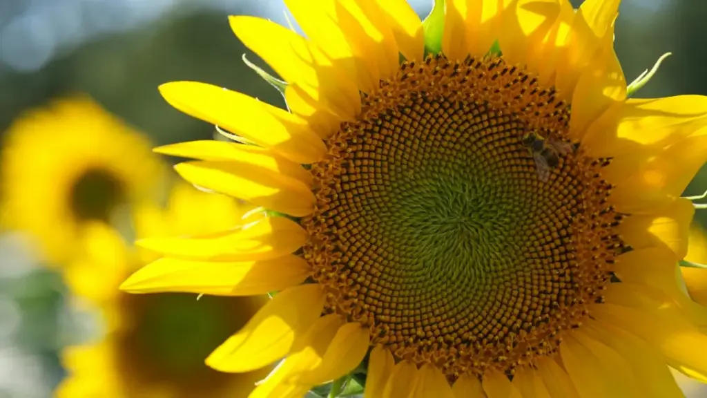 Guide pratique pour annonceurs en Côte d'Ivoire: comment dénicher créateurs Pinterest au Danemark pour booster ventes flash via l’hype influenceur.