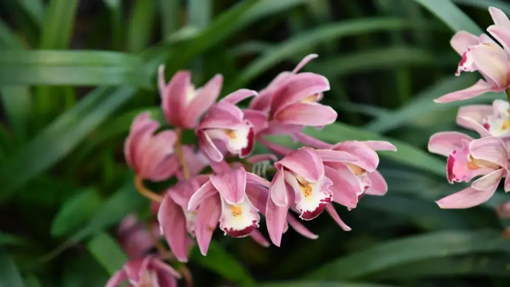 Jan na ka kɛrɛka: Dɔɔni fɛɛrɛ Ivoire brands bɛɛ ta Paraguay Bilibili creators ka fanan ka sɛbɛ, sɛbɛ ni ma kɔrɔnya.