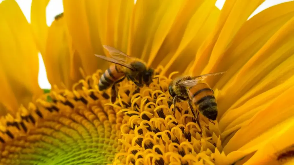 |- Fa Ivorian créateurs, karan ye don: kundin Bolivia brands kan Amazon Live ka demo la, ni sigi ye so man fo tuma ni tè.