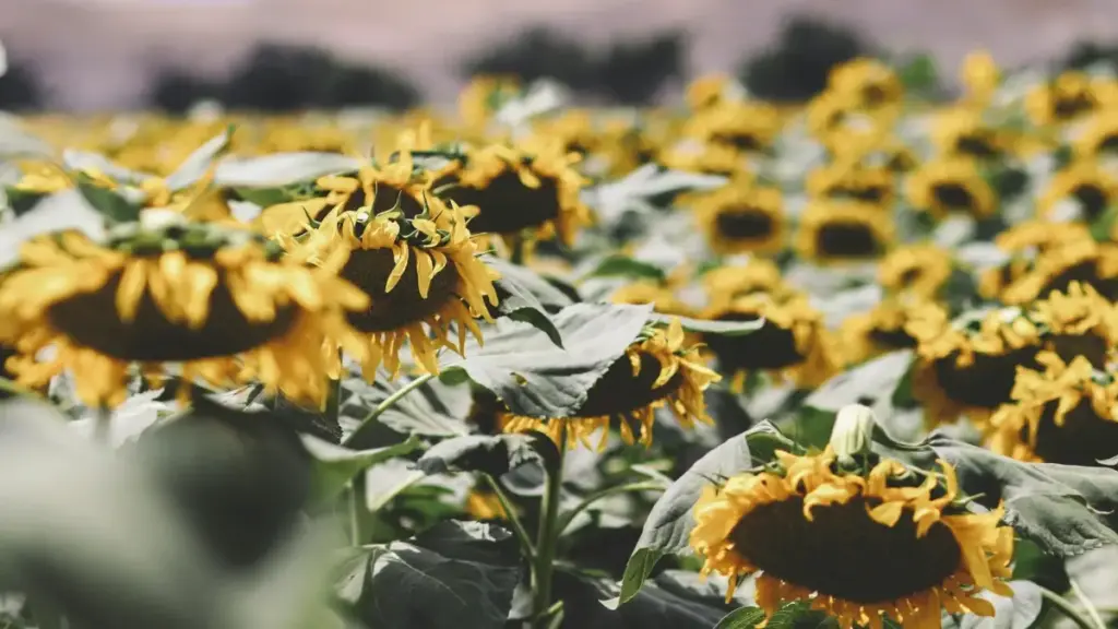 "Tɛlɛ wɛrɛ: Sariya ni tilenin ka kɛ Hungary brands la Twitch bɛ unboxing video. Fɛnw ka mɔgɔya ni stratégí, contacts, ni tools fɔlɔ."