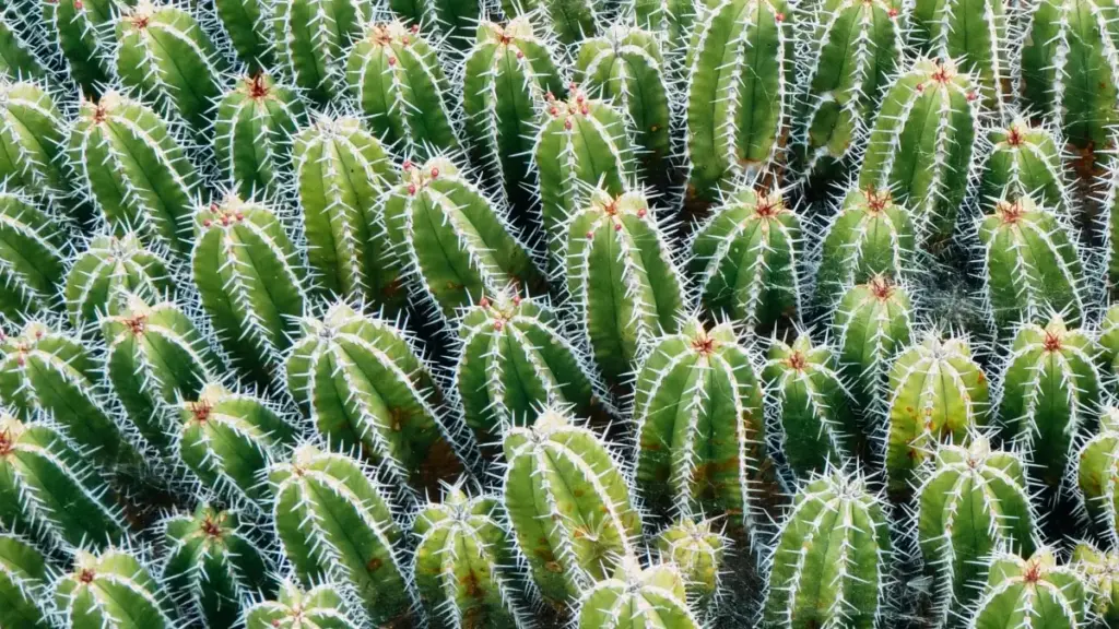 "Idées pratiques pour créateurs en Côte d'Ivoire : comment contacter marques Lituanie sur Discord, préparer un unboxing et tourner des témoignages pro."