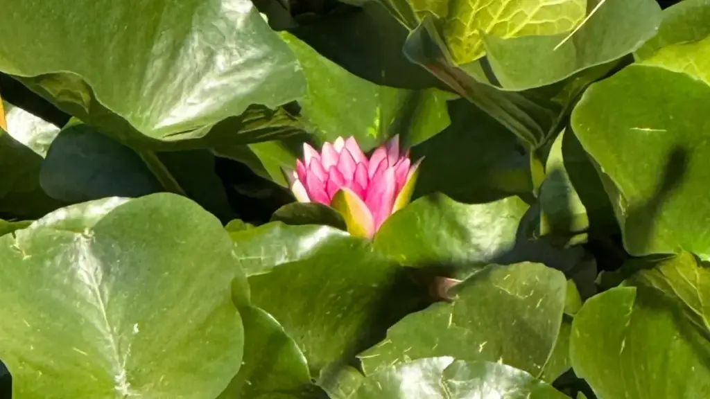 Kɔrɔ ni sɔrɔ: ka tile Uzbekistan brands ka Spotify la, ni sɔrɔ ye cross-promo so — fana kɔrɔ ni fɛnɛfila.