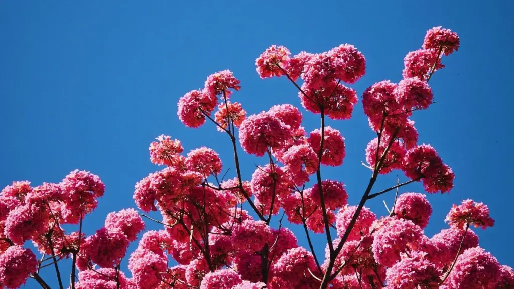 Guide pratique pour créateurs en Côte d'Ivoire: tactiques concrètes pour contacter marques monténégrines sur Pinterest et monter collabs avec offices de tourisme.