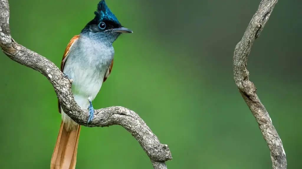 Guide pratique pour les annonceurs ivoiriens cherchant à collaborer avec des créateurs Instagram UK de niveau moyen.