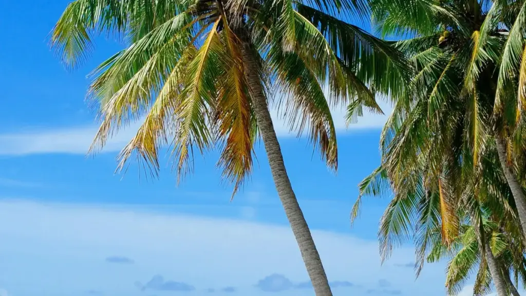 Découvrez comment trouver les créateurs Jordan sur VKontakte pour lancer vos ventes guidées par créateurs, conseils pratiques pour Côte d'Ivoire.