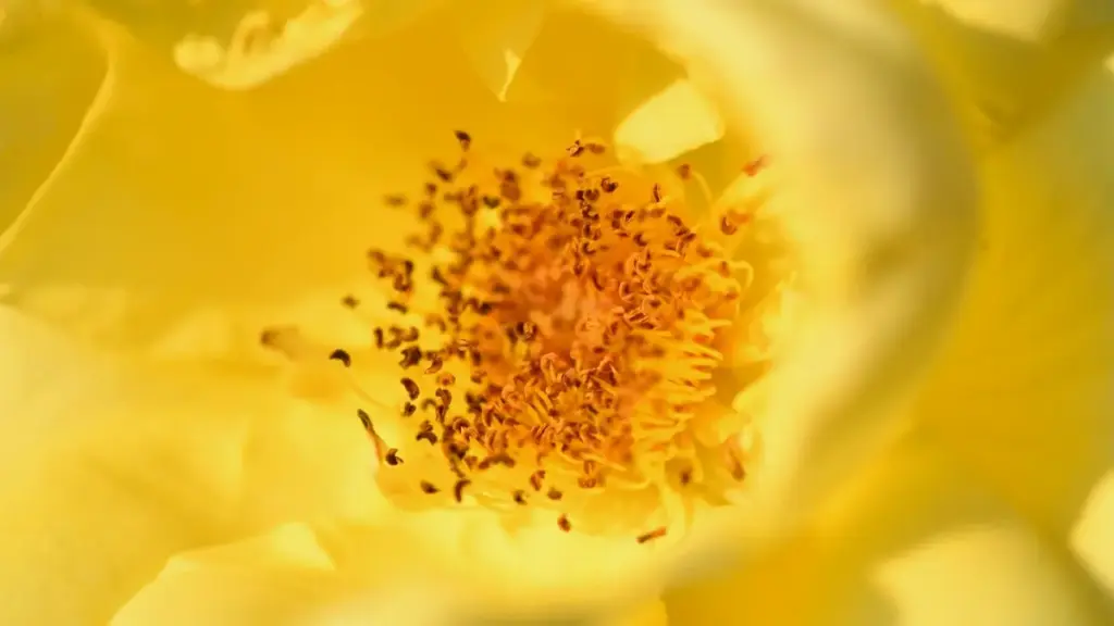 Guide pratique pour marques ivoiriennes — comment repérer, contacter et engager créateurs Facebook vénézuéliens pour vos lignes de soins peau en 2025.