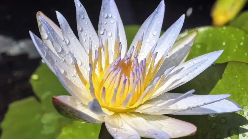 Guidɛ kɔrɔ‑kɔrɔ pour créateurs ivoiriens: comment contacter marques Venezuela sur Netflix, négocier reviews hôtelières sponsorisées, et sécuriser deals locaux.