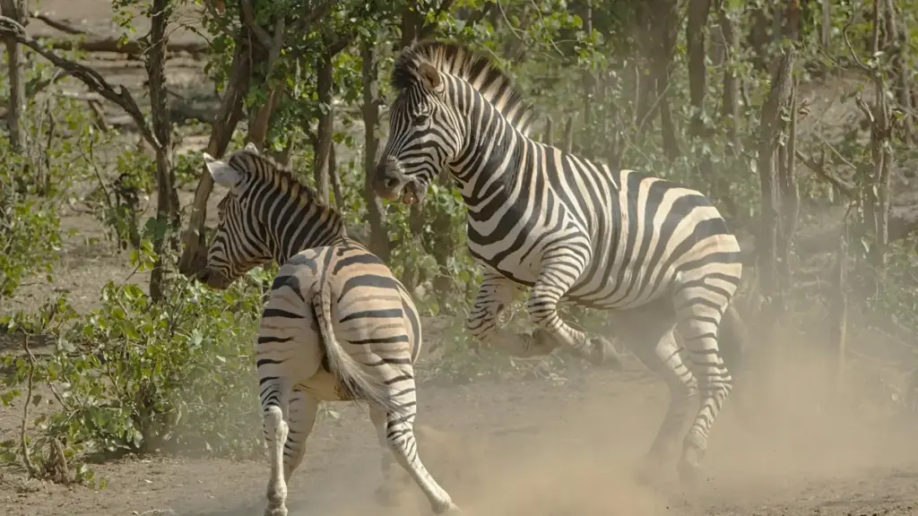 Guide pratique pour annonceurs en Côte d'Ivoire: étapes concrètes, outils et stratégie pour repérer YouTube creators de Macédoine du Nord et lancer co-branded product drops.