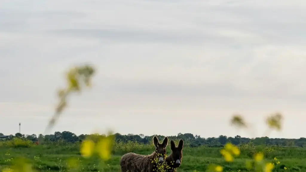 "Gnin ka dɔɔni: fa YouTube ye Danemark brands kɛ, wan ka jɛ ko-bundle exclusif — tekniki, outreach, da mana yira."