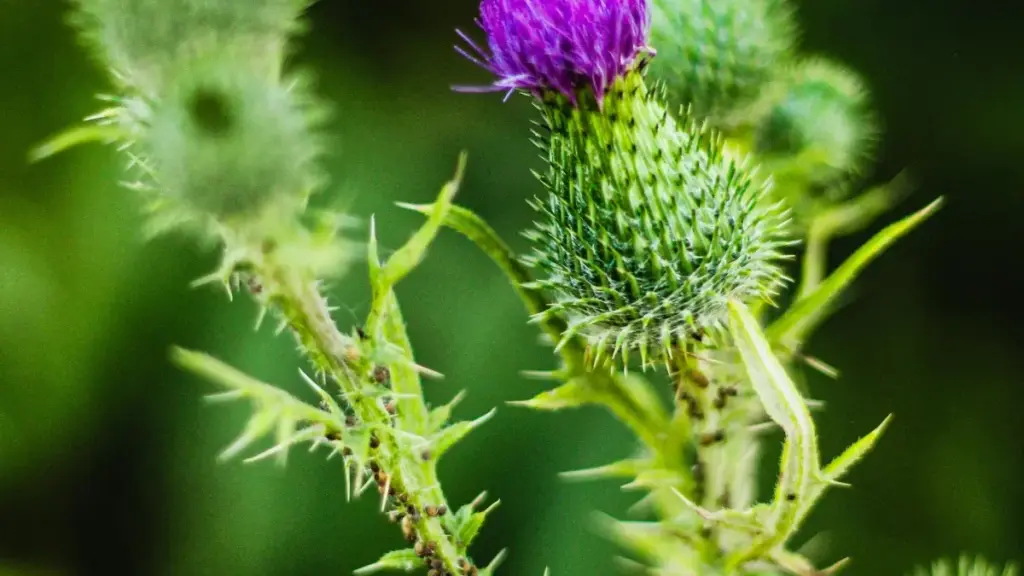 "Banbɛ la: I ka fɔ Allemaŋ marka wɔ Apple Music ka kɛnɛ sɛ i yɛ fitness brand wɛrɛfɛ? Sɔrɔ ni pitch, VDR, na platform taktiki bɛ."