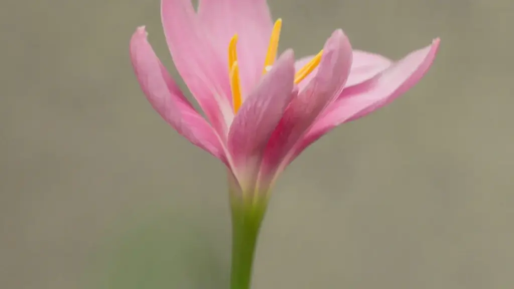 Wɛlɛfɛ na Côte d'Ivoire: nɛngi kaɛn finɛ ka sugu kɛnɛ la, konɔnbaga nkaŋ ka sɔrɔ OnlyFans ni Thailand brands bɛ se ka fɛn affiliate produit la.