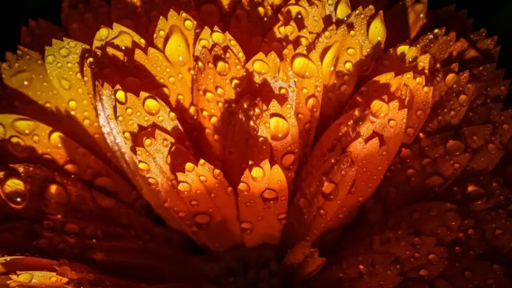 Guide pratique pour annonceurs en Côte d'Ivoire: comment identifier, vérifier et lancer ventes dirigées par créateurs pakistanais sur Rumble, avec tactiques terrain et risques.