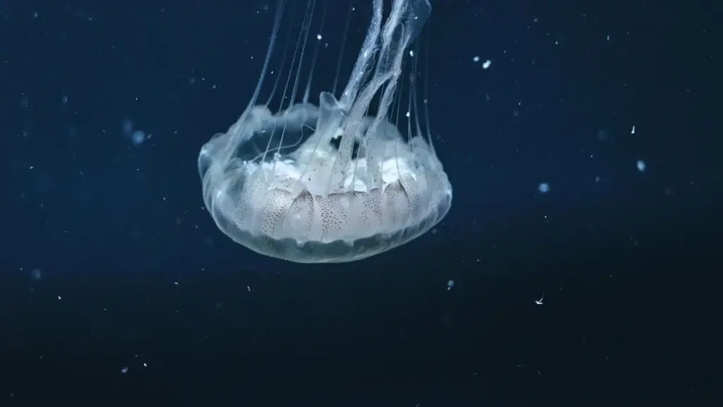 "Tɛlɛŋ: Ka sisan ka Xiaohongshu bɛ fɔ Vietnam brands fɔ giveaway game keys. Sa kɛnsɛnbɛn, tips, na maɲɛni dɔrɔn tuma."