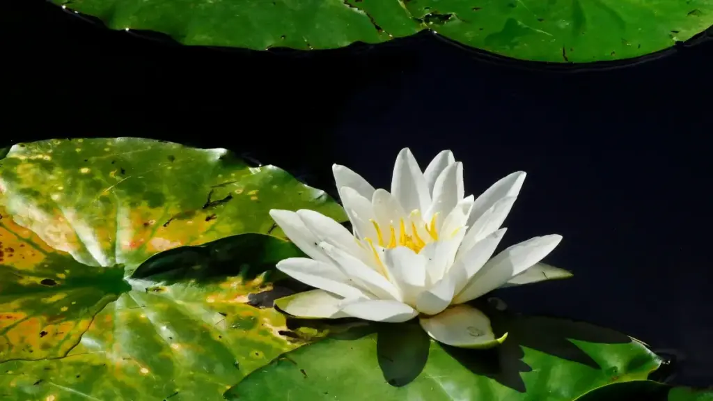 Sini kɛɛnɛ fama: fo ka sigi Hulu la kuma ka don marka Lituanie ye, ni kɔrɔfɛ kuma dɔrɔn ni ambassadɔr kosmetik. Fa sinɛ tuma, taktiki, ni MaTitie VPN fila.