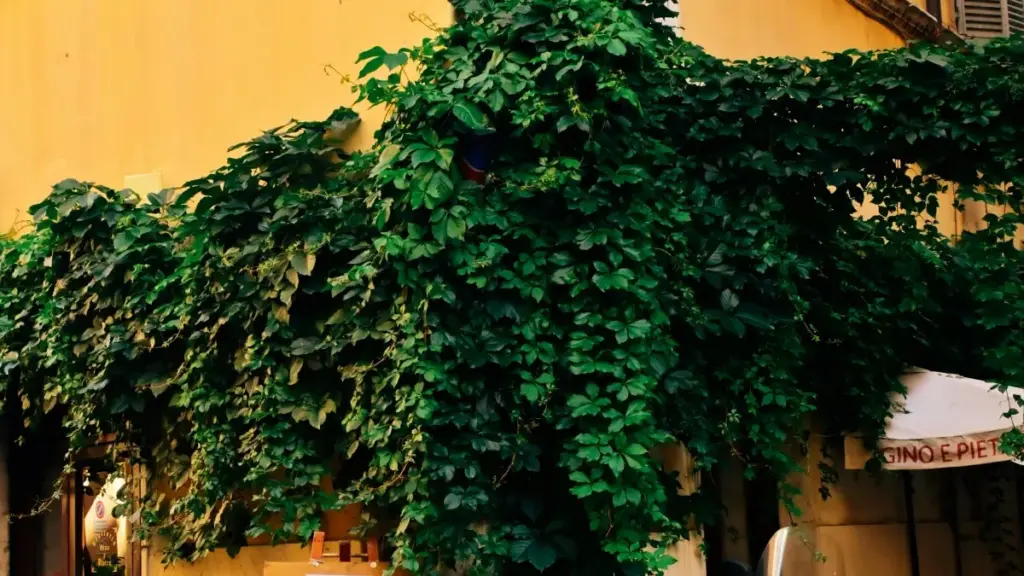 Guide pratique pour marketeurs en Côte d'Ivoire: où trouver et évaluer créateurs Moj russes pour lancer gammes de suppléments, avec risques légaux, plateformes et tactiques terrain.