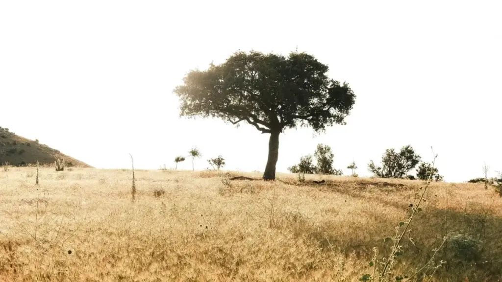 Guide pratique pour annonceurs ivoiriens: comment repérer, évaluer et engager créateurs WhatsApp basés au Mexique pour lancer lignes de suppléments santé.