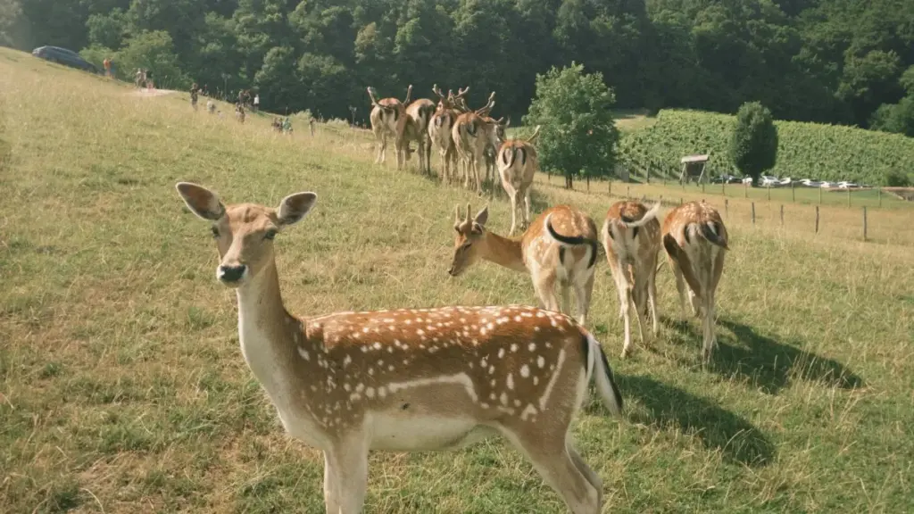 Guide pratique en dyu-CI pour brand en Côte d'Ivoire: comment identifier, vérifier et lancer campagnes de réactions d'albums avec créateurs Twitter tunisiens — astuces terrain, risques et checklist.